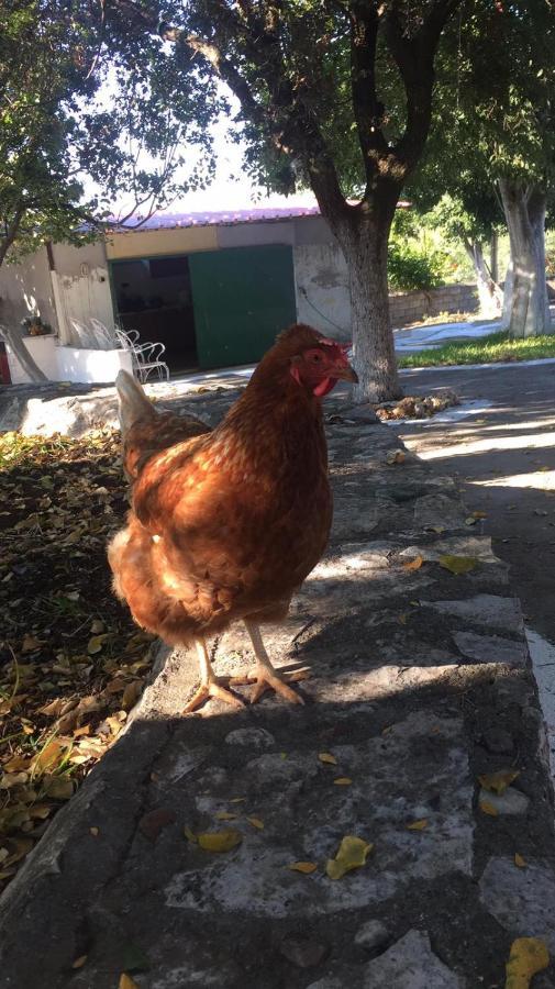 نزل كرانيفي Αγρόκτημα Χελωναριά - Agroktima Chelonaria المظهر الخارجي الصورة